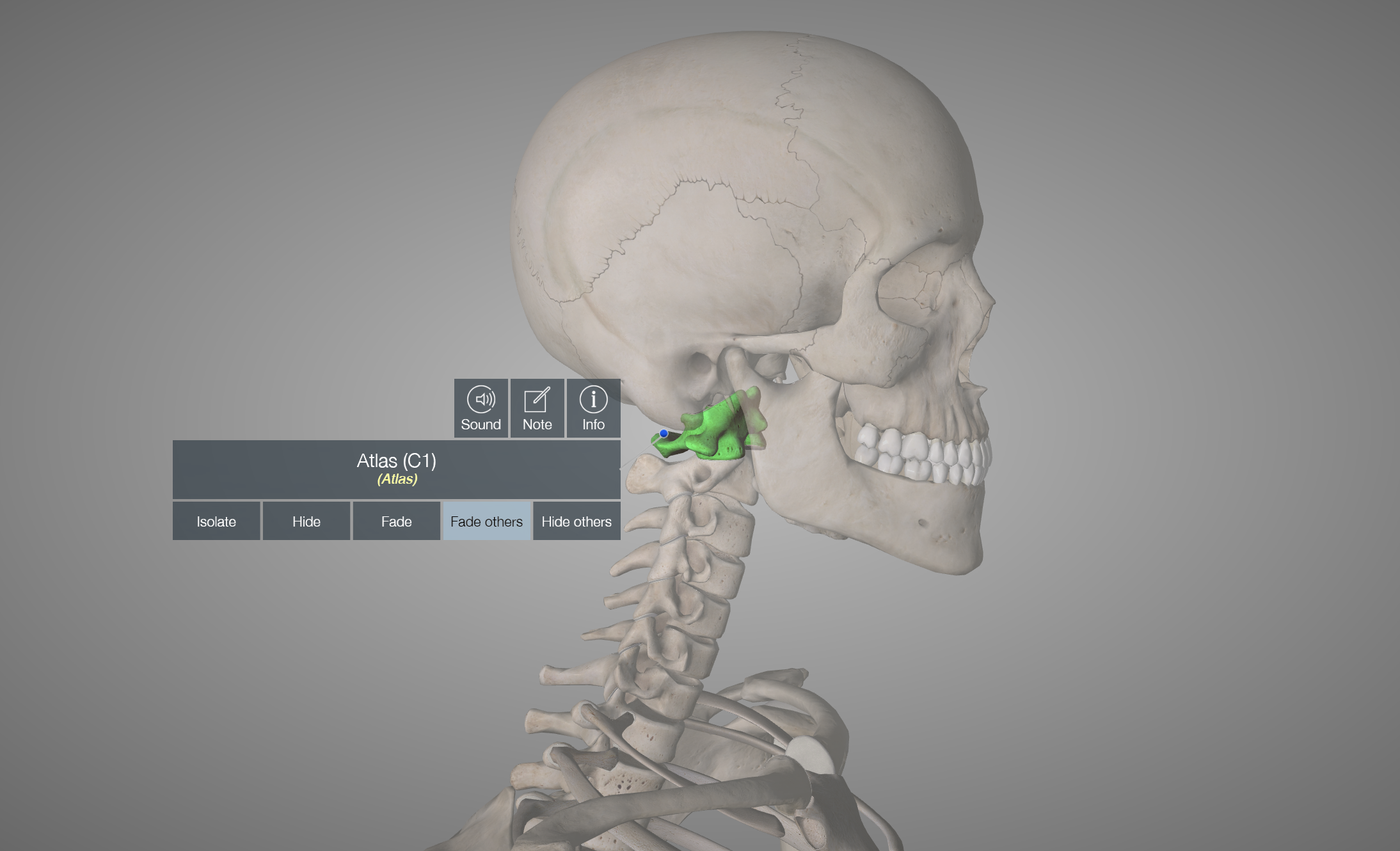Finding Freedom in Your Neck: Posture Insights
